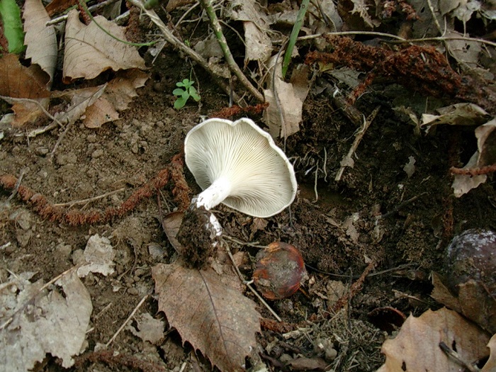 812 Ottobre vecchio ritrovamento